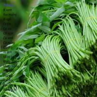 Tháng 3 trồng cây gì